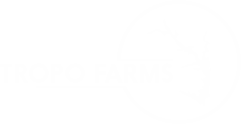 Volta Catch Tilapia Fish Farms | Tropo Farms Limited