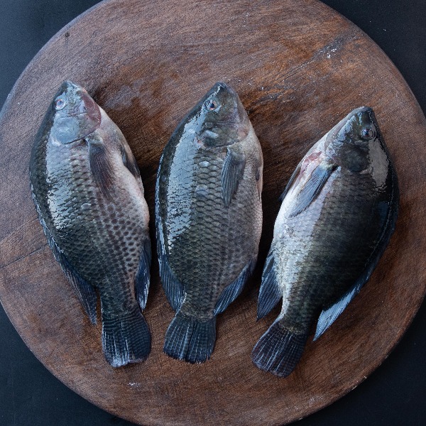 Eco Pack Tilapia
