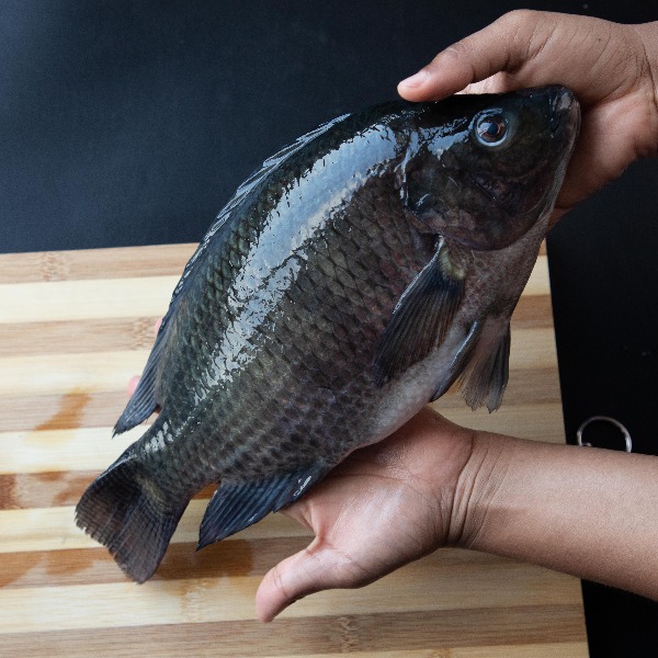 Volta Lake Tilapia