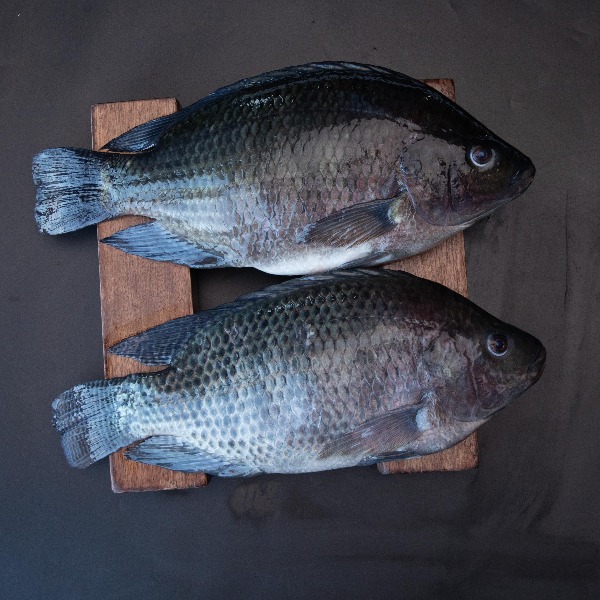 Volta Catch Tilapia