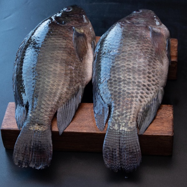 Fresh Volta Catch Tilapia
