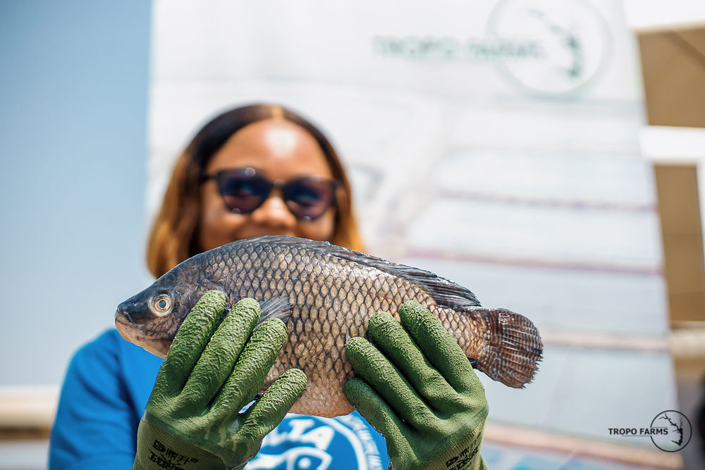 Family enjoying Volta Catch