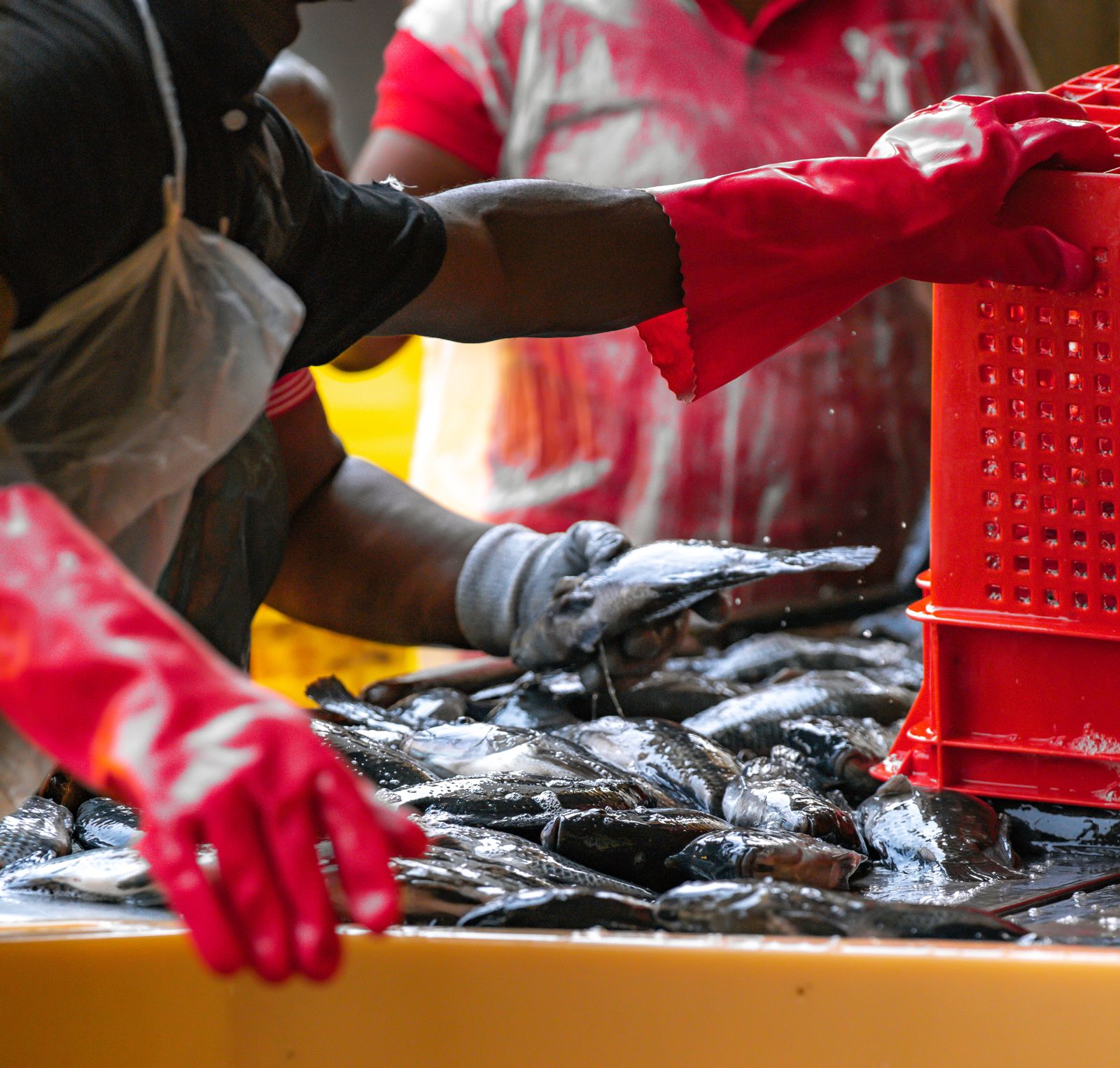 Sustainable Aquaculture