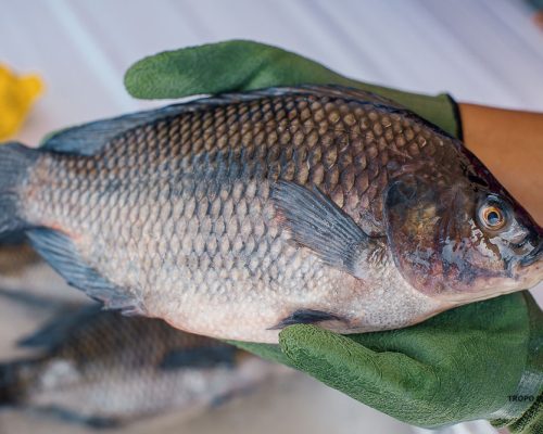 FishFestival2023(128) (1)