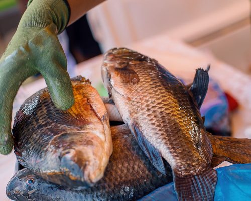 FishFestival2023(250)